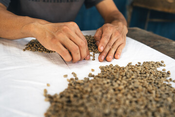 Hands are sorting quality coffee beans