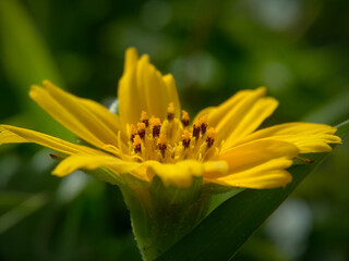 yellow flower macro