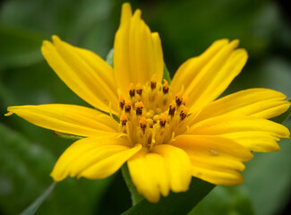 yellow flower macro