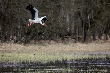 Stork flying over a wet meadow at a little pond called Mönchbruchweiher in the Mönchbruch natural reserve next to Frankfurt in Hesse, Germany at a cloudy day in spring.
