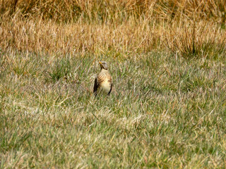 Fototapeta premium fieldfare (turdis pilaris) in the grass