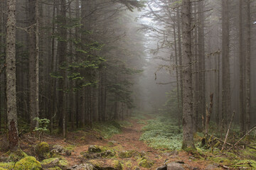 Beautiful forest in autumn. Pristine nature