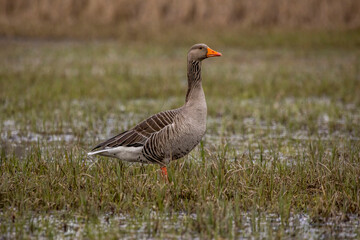 Obraz na płótnie Canvas Greylag goose walking through a wet meadow at a little pond called Mönchbruchweiher in the Mönchbruch natural reserve next to Frankfurt in Hesse, Germany at a cloudy day in spring.