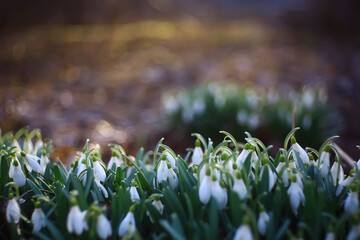 white wild snowdrops in spring forest, beautiful wildflowers in March