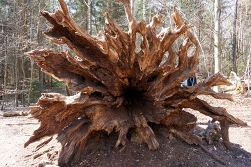 dead huge ancient tree trunk in the forest