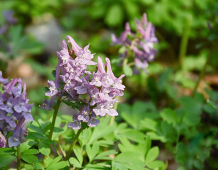 Fototapeta premium purple Corydalis flowers