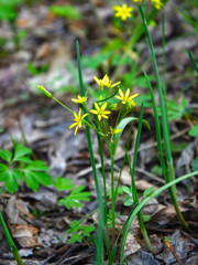 forest flowers yellow stars