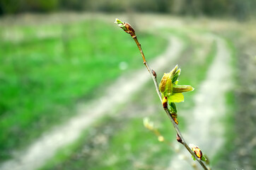 tender young leaves on a tree branch