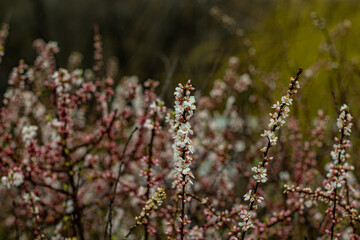 spring flowering trees on the street. close-up of leaflets