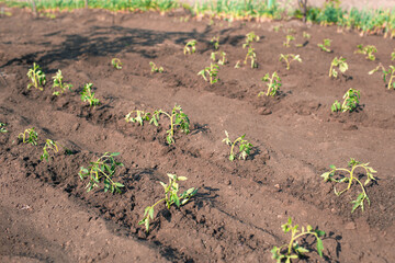 Growing greens plantation in the vegetable garden. Rows on the field. Agriculture. Growing plants. Eco earth concept.