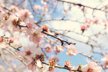 background of spring cherry blossoms tree. selective focus