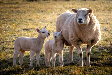 Obraz premium Spring Lambs