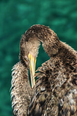 Great cormorant on cliffs in Istria