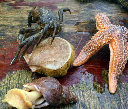 Freshly caught from the waters of the Atlantic Ocean sea shellfish 