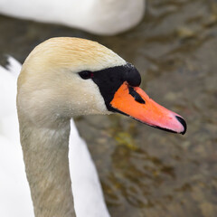 Fototapeta premium The swan swam in the Gorodischenskoe lake