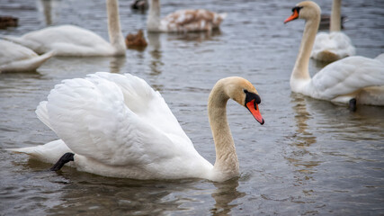 The swan swam in the Gorodischenskoe lake