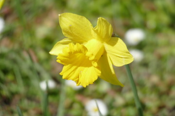 Gelbe Narzisse, Narzissenbl&uuml;te  (Narcissus Pseudonarcissus), Deutschland