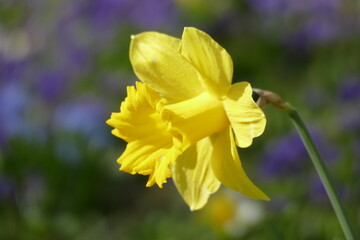 Gelbe Narzisse, Narzissenblüte  (Narcissus Pseudonarcissus), Deutschland