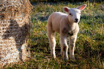 Spring Lambs
