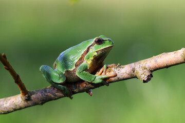Hyla arborea showing its beautiful green tones