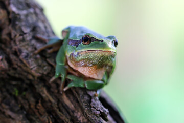frontal shot of frog of Hyla arborea