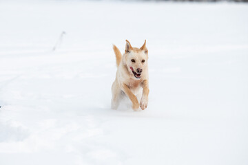 Siberian Husky Dogs playing in the snow on a frozen Lake