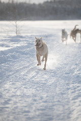 Naklejka premium Siberian Husky Dogs playing in the snow on a frozen Lake