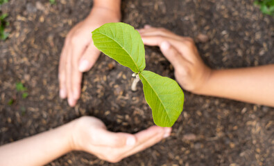 Three hands are planting young seedlings on fertile ground, taking care of growing plants. World environment day concept, protecting nature