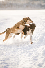 Fototapeta na wymiar Siberian Husky Dogs playing in the snow on a frozen Lake