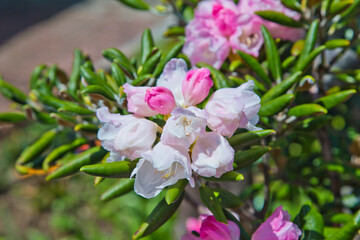 White Azalea in Japanese garden.