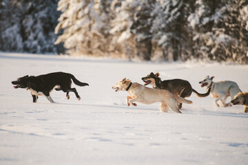 Fototapeta na wymiar Siberian Husky Dogs playing in the snow on a frozen Lake