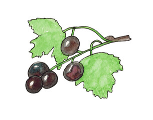 Currant isolated on a white background. Currant berries on a branch with leaves. The illustration is hand-drawn in watercolour.