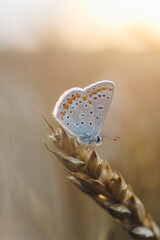 butterfly on a flower