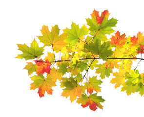 Branch of maple with leaves of green, yellow and red color