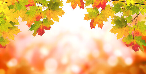 Maple leaves on sunny beautiful nature autumn background