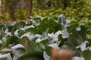 Soft focused close up shot of young cabbage leaves. Agriculture, fresh seasonal farm harvest, healthy organic vegetarian food.