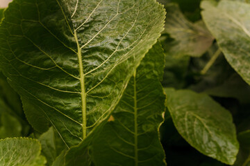 Soft focused close up shot of horseradish tops, green juicy leaves, growing at farm. Gardening, farm agriculture, shop local concept.