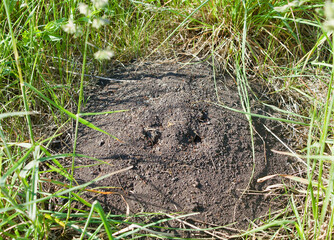 anthill in the grass
