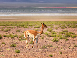 Vicuna is walking in the valley near mountain Bolivia. Altiplano. Andes, South America
