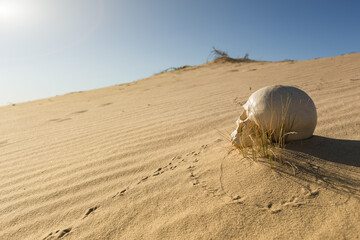 human skull in the sand desert - 423671706