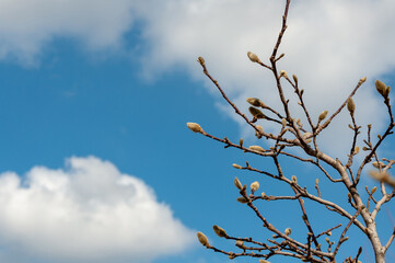 Natural blurred clouds background. In early spring, the first swollen willow buds on a branch in spring. selective focus, copy space, closeup