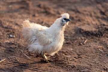 Silkie chicken looking for food in the yard