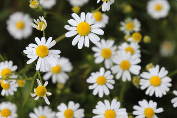 Fototapeta premium Tops of white wild daisy flowers growing in a field in rural Germany on a spring day.