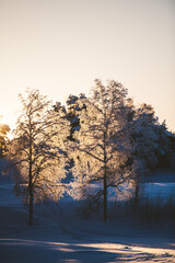 Frozen Lake in Swedish Taiga with Forests and Sunset