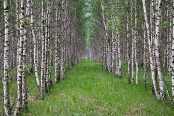 fence in the forest