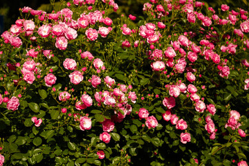 Fototapeta premium Green bush with beautiful pink rose flowers in sunlight. Springtime blossom concept.