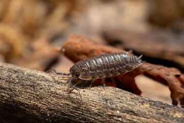 Trachelipus rathkii on a dead branch