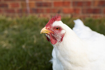 portrait of white broiler chicken (Gallus gallus domesticus) full body looking at the camera, free range chicken on chicken farm