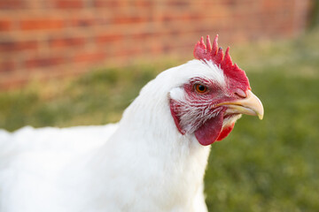 portrait of white broiler chicken (Gallus gallus domesticus) full body looking at the camera, free range chicken on chicken farm