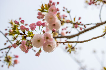 八重桜